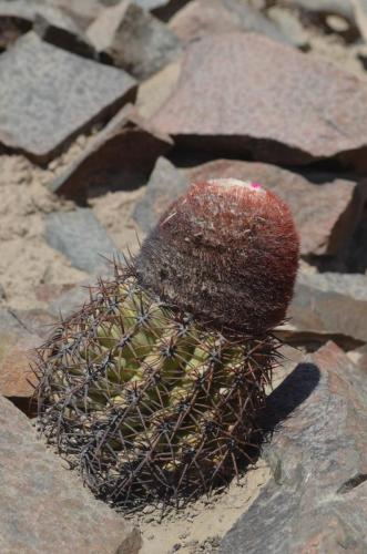 Melocactus-peruvianus-PV2754-Nasca-na-Puquio-GPS188-Peru Chile-2014 0048