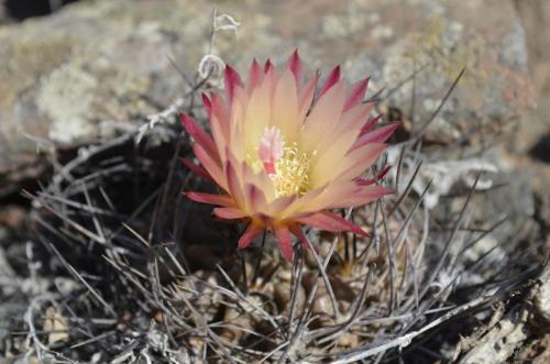 Neochilenia-Caldera-severne-GPS203-Peru Chile-2014 1438