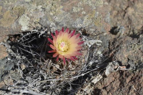 Neochilenia-Caldera-severne-GPS203-Peru Chile-2014 1439