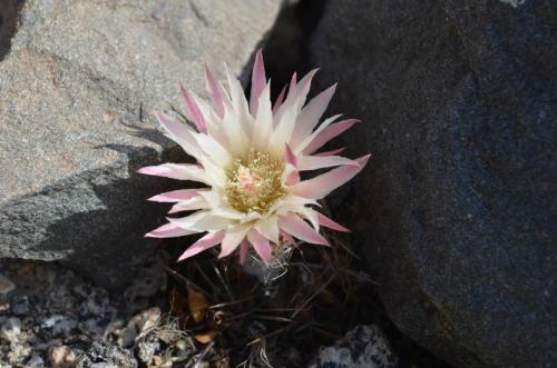 Neochilenia-Caldera-severne-GPS203-Peru Chile-2014 1478