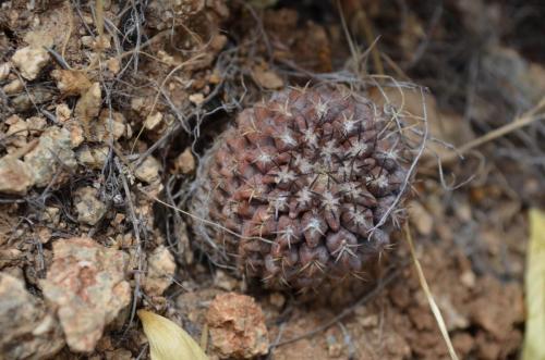 Neochilenia-heinrichiana-PV2759-El-Trapiche-NEO2-Peru Chile-2014 1176