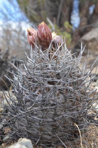 Neochilenia-heinrichiana-PV2759-El-Trapiche-NEO2-Peru Chile-2014 1183