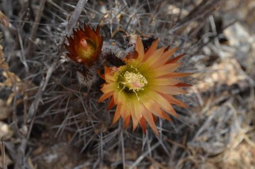 Neochilenia-heinrichiana-PV2759-El-Trapiche-NEO2-Peru Chile-2014 1184