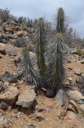 Neochilenia-heinrichiana-PV2759-Eulychnia-acida-El-Trapiche-NEO2-Peru Chile-2014 1186