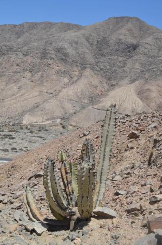 Neoraimondia-roseiflora-Nasca-na-Puquio-GPS188-Peru Chile-2014 0073