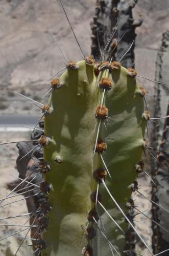 Neoraimondia-roseiflora-Nasca-na-Puquio-GPS188-Peru Chile-2014 0083