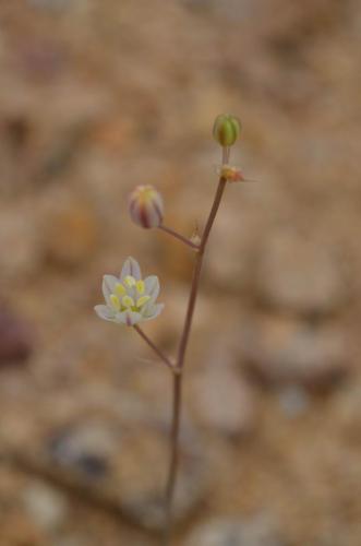 Ornithogalum-Guanillos-GPS206-Peru Chile-2014 1516