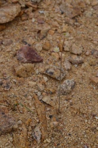 Ornithogalum-Guanillos-GPS206-Peru Chile-2014 1517