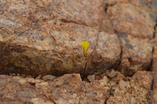 Oxalis-Las-Maderas-SV-GPS207-Peru Chile-2014 1542