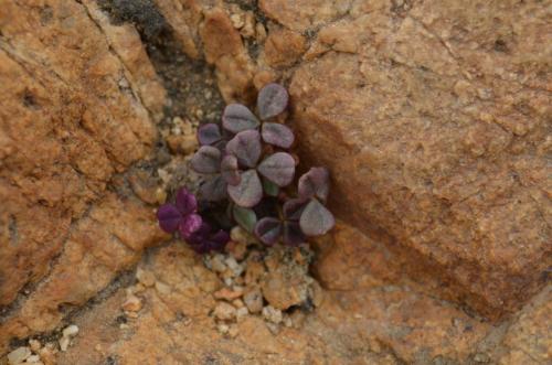 Oxalis-Las-Maderas-SV-GPS207-Peru Chile-2014 1568