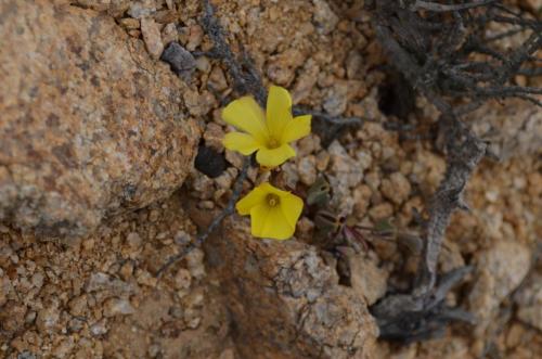 Oxalis-Las-Maderas-SV-GPS207-Peru Chile-2014 1569