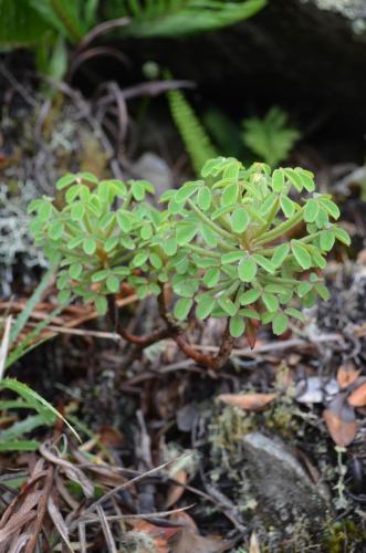 Oxalis-Machu-Picchu-Peru Chile-2014 0817