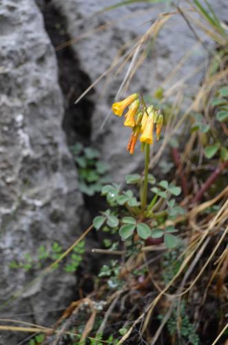 Oxalis-Matucana-to-Oroya-GPS195-Peru Chile-2014 0447