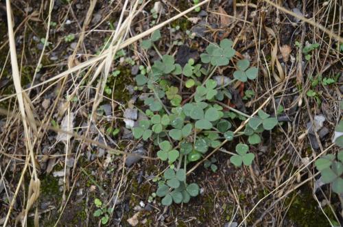 Oxalis-Matucana-to-Oroya-GPS195-Peru Chile-2014 0448