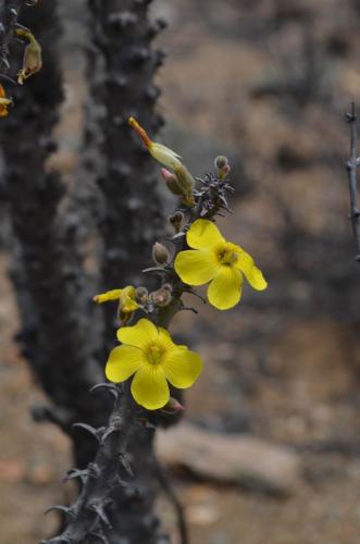 Oxalis-gigantea-Carrizal-Bajo-severne-GPSNOC2-Peru Chile-2014 1404