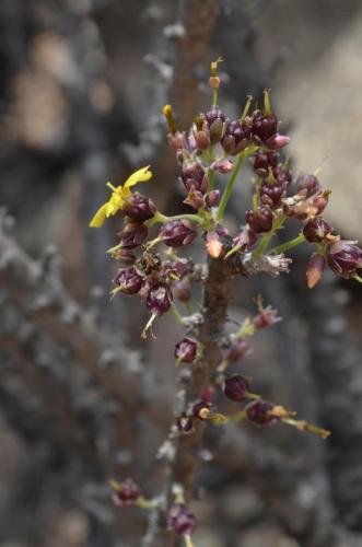 Oxalis-gigantea-PV2760-El-Trapiche-NEO2-Peru Chile-2014 1196