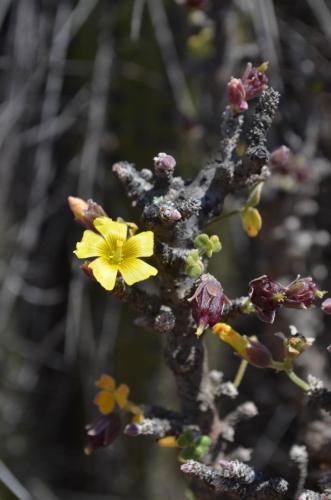 Oxalis-gigantea-PV2760-El-Trapiche-NEO2-Peru Chile-2014 1215