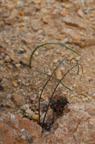 Oxalis-uzky-list-Guanillos-GPS206-Peru Chile-2014 1519