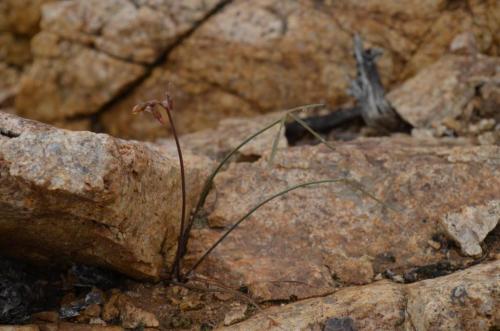 Oxalis-uzky-list-Guanillos-GPS206-Peru Chile-2014 1523