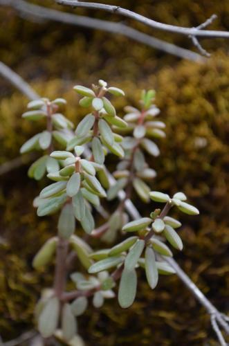 Peperomia-galioides-Cuzco Pisac-Peru Chile-2014 0671