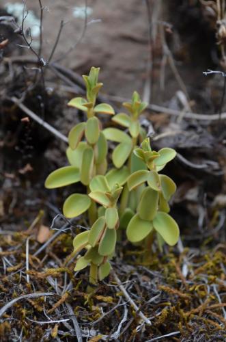 Peperomia-galioides-Cuzco Pisac-Peru Chile-2014 0674