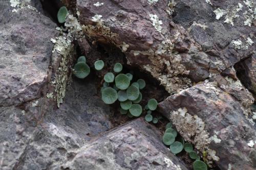 Peperomia-kaudex-Cuzco Pisac-Peru Chile-2014 0681