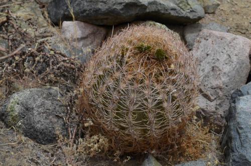 Pyrrhocactus-eriosyzoides-PV2806-Vicuna-to-Hurtado-GPS228-Peru Chile-2014 2995