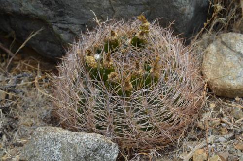 Pyrrhocactus-eriosyzoides-PV2806-Vicuna-to-Hurtado-GPS228-Peru Chile-2014 2999