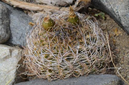 Pyrrhocactus-eriosyzoides-PV2806-Vicuna-to-Hurtado-GPS228-Peru Chile-2014 3003