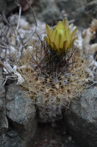 Pyrrhocactus-taltalensis-Quebrada-San-Ramon-Peru Chile-2014 2170