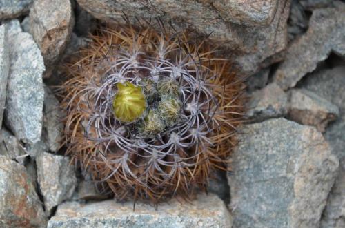 Pyrrhocactus-taltalensis-Quebrada-San-Ramon-Peru Chile-2014 2178