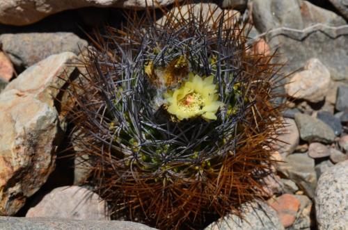 Pyrrhocactus-taltalensis-Quebrada-San-Ramon-Peru Chile-2014 2376