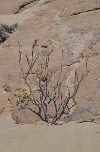 Solanaceae-PV2757-Nazca-to-San-Juan-de-Marcona-GPS193-Peru Chile-2014 0349