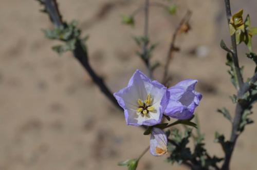 Solanaceae-PV2757-Nazca-to-San-Juan-de-Marcona-GPS193-Peru Chile-2014 0358