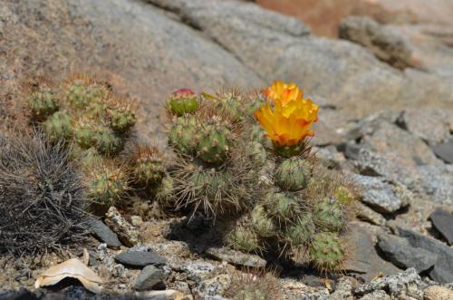 Tephrocactus-Caldera-severne-GPS203-Peru Chile-2014 1472