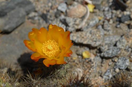 Tephrocactus-Caldera-severne-GPS203-Peru Chile-2014 1474