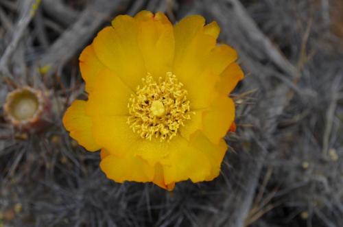 Tephrocactus-El-Trapiche-NEO2-Peru Chile-2014 1169