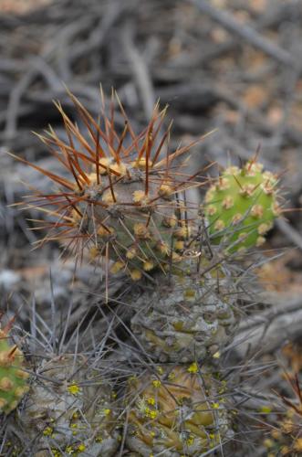 Tephrocactus-El-Trapiche-NEO2-Peru Chile-2014 1170