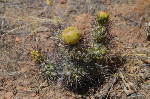 Tephrocactus-Nazca-to-Puquio-GPS189-Peru Chile-2014 0095