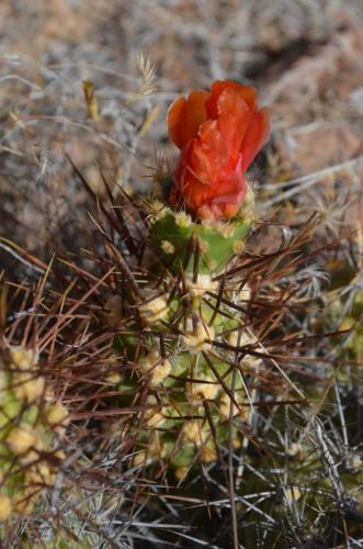 Tephrocactus-Nazca-to-Puquio-GPS189-Peru Chile-2014 0127