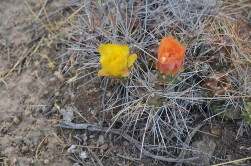 Tephrocactus-Nazca-to-Puquio-Peru Chile-2014 0225