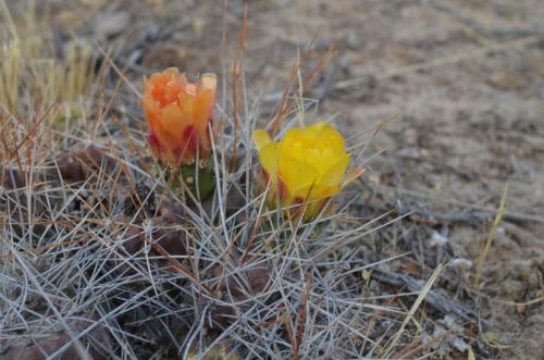 Tephrocactus-Nazca-to-Puquio-Peru Chile-2014 0226