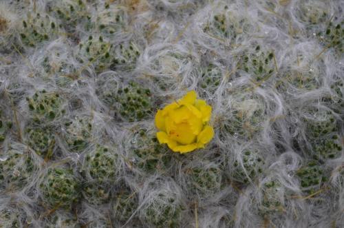 Tephrocactus-floccosus-Oroya-to-Matucana-4400m-Peru Chile-2014 0504