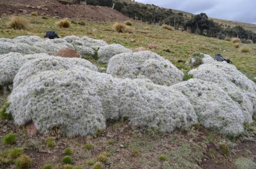 Tephrocactus-floccosus-Oroya-to-Matucana-4400m-Peru Chile-2014 0510