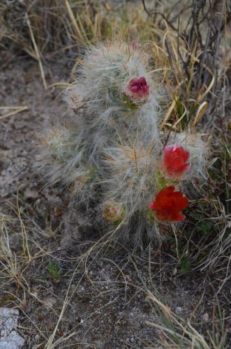 Tephrocactus-floccosus-var-ovoides-Nazca-to-Puquio-GPS191-Peru Chile-2014 0151