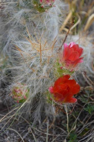 Tephrocactus-floccosus-var-ovoides-Nazca-to-Puquio-GPS191-Peru Chile-2014 0155