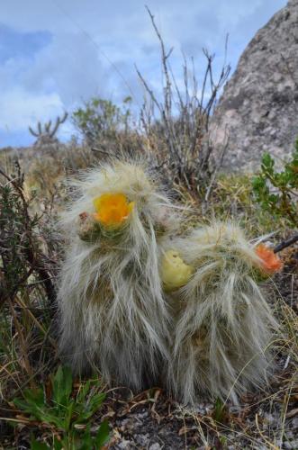 Tephrocactus-floccosus-var-ovoides-Nazca-to-Puquio-GPS191-Peru Chile-2014 0164