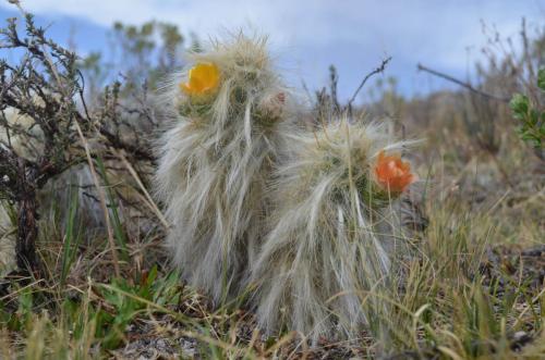 Tephrocactus-floccosus-var-ovoides-Nazca-to-Puquio-GPS191-Peru Chile-2014 0172