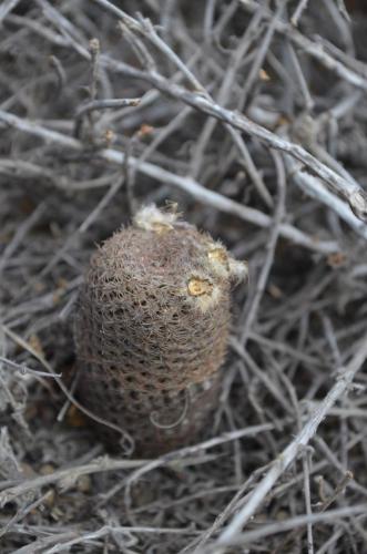 Thelocephala-aerocarpa-PV2766-Huasco-Bajo-severne-GPS201-Peru Chile-2014 1304