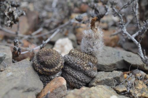 Thelocephala-aerocarpa-PV2766-Huasco-Bajo-severne-GPS201-Peru Chile-2014 1346